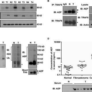 A Schematic Diagram Of Asparaginyl Endopeptidase Aep Regulation By