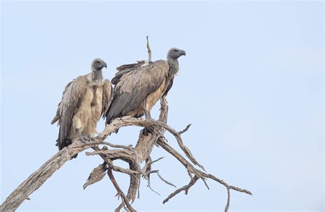 White-backed Vulture (Gyps africanus) | Morten Ross