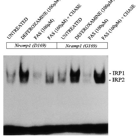 Control Of Irp Rna Binding Activity In Raw Cells By Nramp Cells