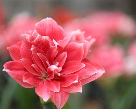 Amaryllis Double Dream Bulbs — Buy Online At Farmer Gracy Uk