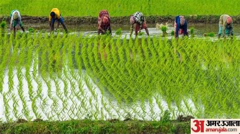 Pm Fasal Bima Yojana 2024 Crop Insurance Process Started Under Kharif