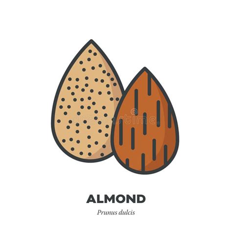 Almond Icon Filled Outline Style Vector Stock Vector Illustration Of