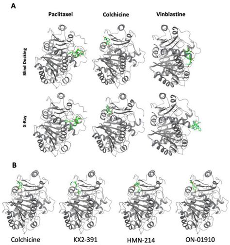 Biomolecules Free Full Text Identification Of Inhibitors Of Tubulin