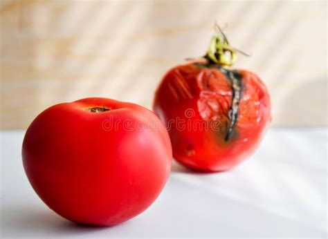 Moldy Rotten Tomato Stock Image Image Of Keeping Fruit 33482609