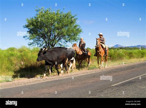 Gauchos Herding Domestic Cattle Cattle Herder Cattle Herder 40 Calchaqui Valley Argentina