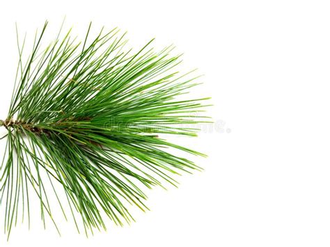 Pine And Pine Branch Isolated On White Background Stock Photo Image