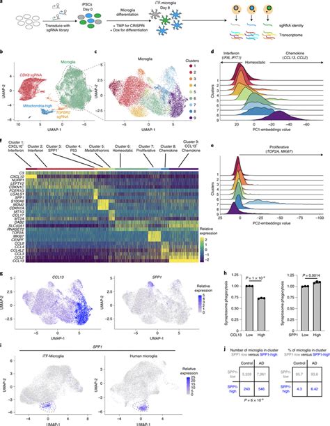 Scrna Seq Reveals Distinct And Disease Related Microglia Subclusters A Download Scientific