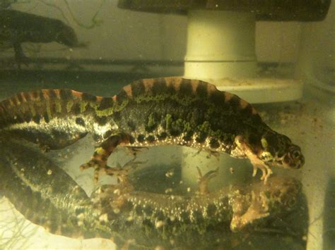 Triturus marmoratus breeding | Caudata.org: Newts and Salamanders Portal