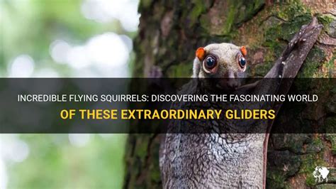 Incredible Flying Squirrels Discovering The Fascinating World Of These