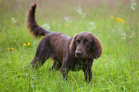 German Longhaired Pointer