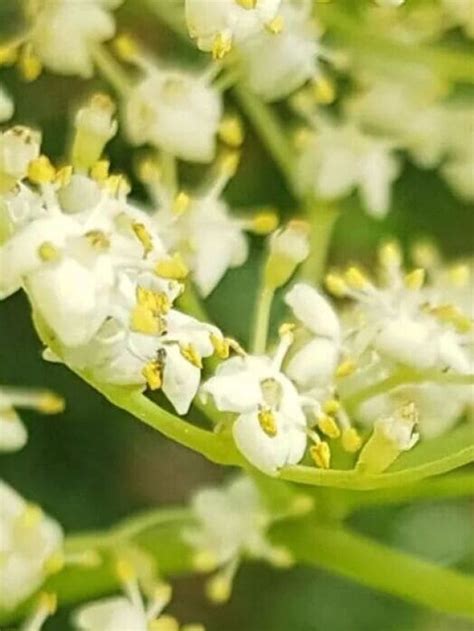 Sabugueiro Sambucus Nigra Conhe A Essa Planta Medicinal E Ornamental