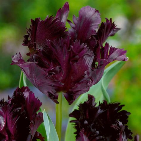 Tulipa Black Parrot Tulip Black Parrot 5 Bulbs Garden Seeds