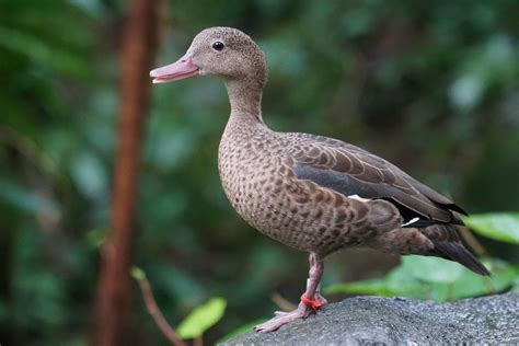 Free picture: animal, nature, duck, wildlife, bird, waterfowl