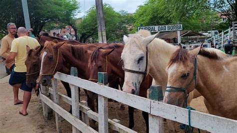 FEIRA DE CAVALO DE BEZERROS PE SÁBADO 19 08 23 YouTube