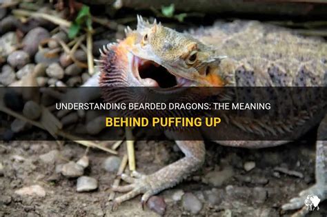 Understanding Bearded Dragons The Meaning Behind Puffing Up Petshun