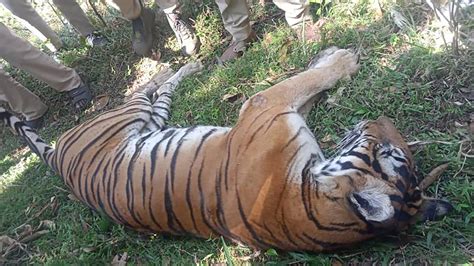 Man, grandson killed within hours of each other in separate tiger attacks