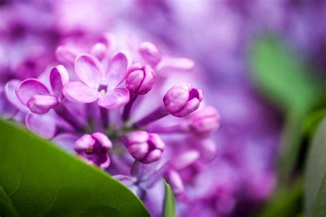 Why Idaho Chose the Syringa as Its State Flower and What Makes It Special