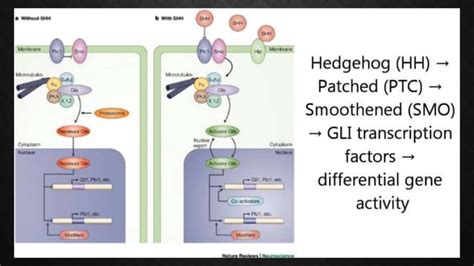 Shh Signaling Pathway Ppt