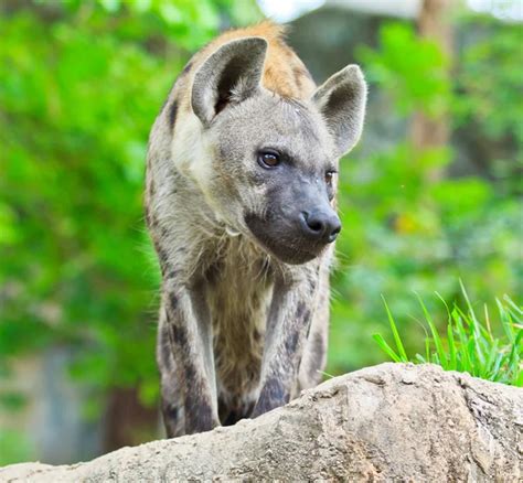 Hyena hunting in forest — Stock Photo © Deerphoto #148472473