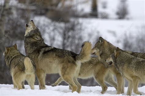 Gray Wolves - Stock Image - F032/0437 - Science Photo Library