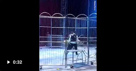 Two Lions Escape Circus Cage 9gag