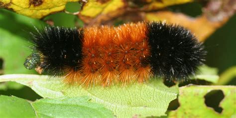 Orange Caterpillar With Black Hair Spefashion