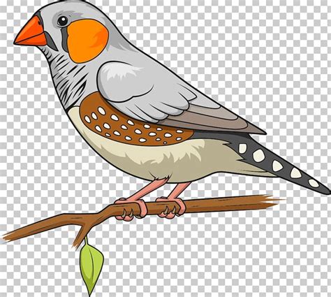 Bird Zebra Finch The Greatest Dot To Dot Adventure Book 2 Connect The