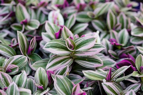 Tradescantia Albiflora This Plant Have Succulent Leaves Variegated