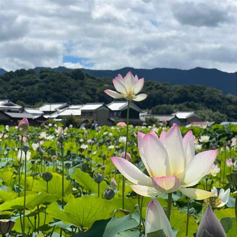 あなたと奈良いい古都 🪷 盛夏 2023｜🍀greensnap（グリーンスナップ）