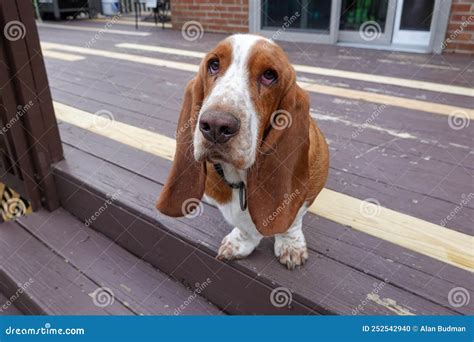 Basset Hound With Sad Bloodshot Eyes And Floppy Long Ears Sits Outside