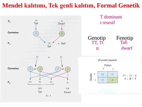 Pdf Mendel Kal T M Tek Genli Kal T M Formal Genetik Dokumen Tips