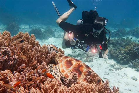 Balicasag Diving: Explore The Underwater Heaven Of Bohol, Philippines