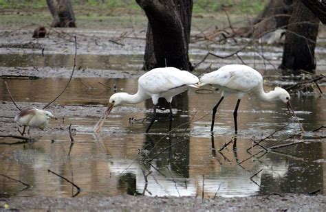 100+ Free Spoonbill & Bird Images