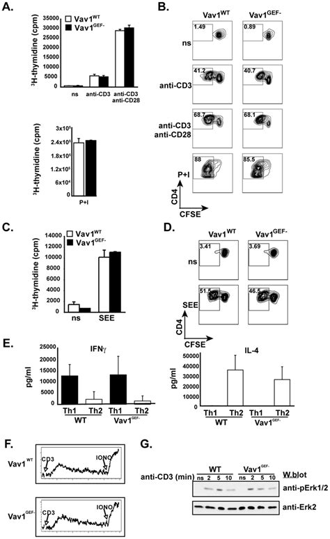 Vav1 Gef Activity Is Not Required For T Cell Function A