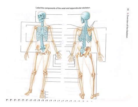 bones   axial  appendicular skeleton diagram quizlet