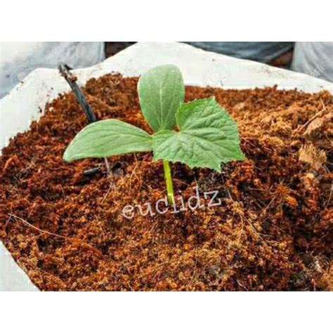 Jual Media Tanam Sabut Kelapa Cocopeat Sepet Shopee Indonesia