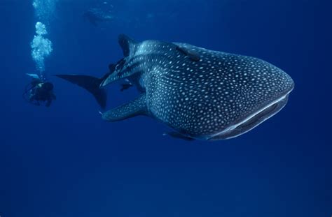 How Do Sharks Use Their Senses? - Bristol Aquarium