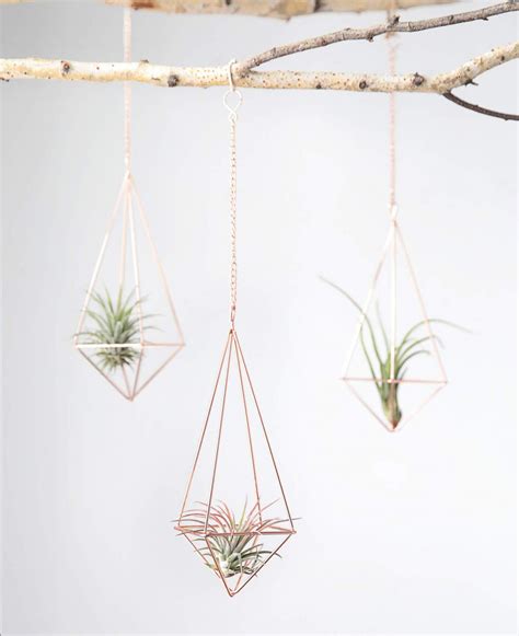 13 Air Plant Display Ideas That Look Fantastic