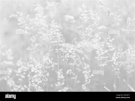 Nature background. Soft focus image of wild grass on blurred nature ...