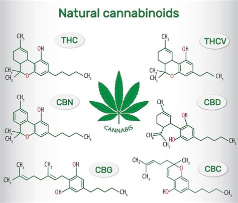 Premium Vector Chemical Formulas Of Natural Cannabinoids In Cannabis