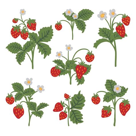 Arbusto de fresas silvestres vector ilustración aislada conjunto flores