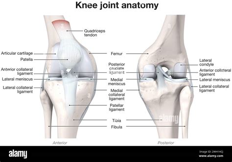 3D Illustration Showing Bones Ligaments And Cartilage Of A Knee Joint