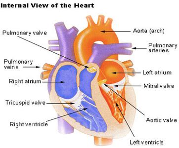 Heart diagram | Anatomy System - Human Body Anatomy diagram and chart ...