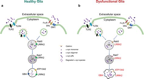 A Schematic Representation Of The Receptors Recruited For Download