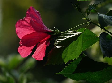 Hibiscus Flower Red Free Photo On Pixabay Pixabay