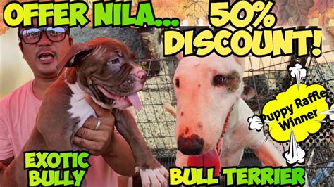 Bagsak Presyo Sa Bull Terrier Exotic Bully Atbp Husky Wooly K Lang