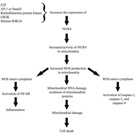 A Simplified Representation On The Role Of NOX4 In Cellular Pathway