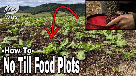 Ultimate No Till Food Plot Planting Recipe YouTube