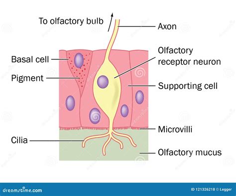 Olfactory Nerve Cell Detail Stock Photography | CartoonDealer.com ...