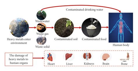 Sources Of Heavy Metals And Its Hazard To The Human Body Download